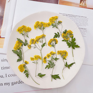 Chrysanthemum Flower Dried Flower Embossed DIY Handmade Drop Glue Mobile Phone Case Scented Candle Photo Frame Table Lamp Nail Art Material Wholesale