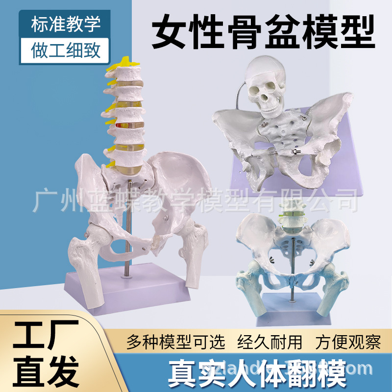 Ů�Թ���ģ����Ȼ�����ؽ����ǳܹǽṹ�츾����չʾ��ѧҽѧ