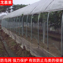 果园防鸟网 农田池塘天网 樱桃庭院绿植防护网 尼龙渔网