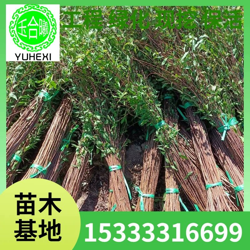 Сушеные ветки снежной ивы, снежные хлопья снежной ивы, сушеные ветки в гидропонике, свежие ветки снежной ивы, сушеные ветки драконьей ивы, комнатные цветы