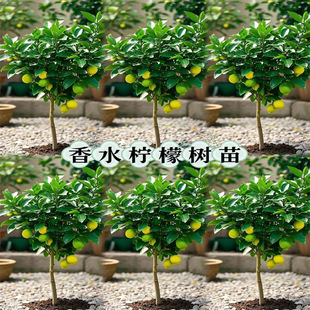 ���ʘ��玧��������Gֲ�����҃��̨ͥԺֲ���ļ��Y����ˮ���ʘ�