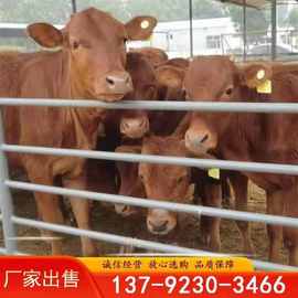 养牛建场设计 肉牛养殖繁育 肉牛咨询电话买牛羊包邮