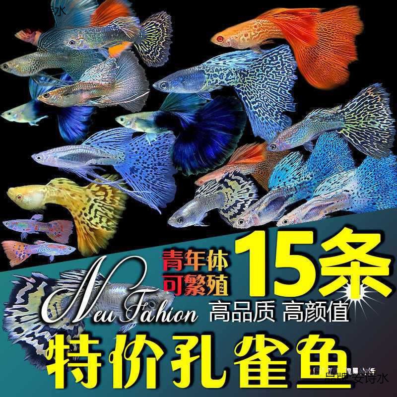 孔雀鱼活物纯种观赏鱼宠物鱼淡水小型鱼热带鱼苗活体好养耐活金鱼