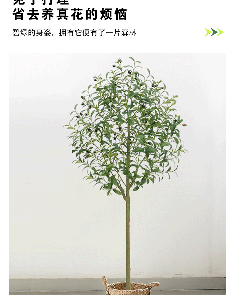 橄榄树详情页_07.png