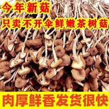茶树菇干货福建特产新鲜鲜嫩古田不开伞煲汤菌包农家产地直供毛重