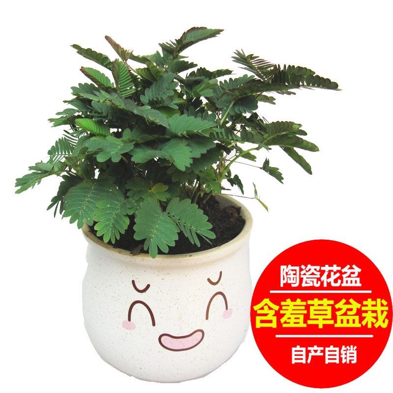 含羞草盆栽陶瓷盆小植物苗办公室内桌面窗台阳台儿童趣味害羞草