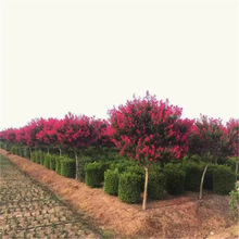 紫薇花树苗木 盆栽百日红老桩大苗庭院别墅花卉 四季开花园林绿化