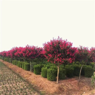 ��ޱ������ľ ���԰��ռt�Ϙ�����ͥԺ�e������ �ļ��_���@�־G��