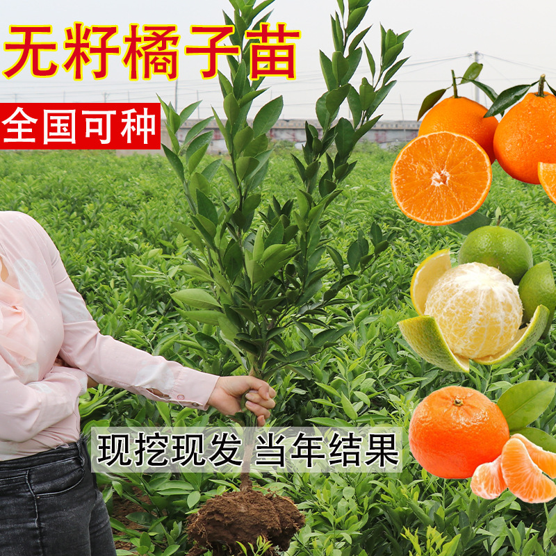 沙糖桔树苗地栽盆栽南方北方种植橘子树苗柑桔果树果苗嫁接砂糖橘