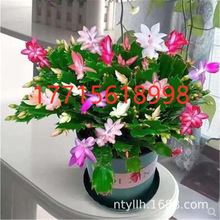 ��ɫзצ�m���Ԏ������ļ��_���ܺ��B�ذ��зץɏ�����҃ȾGֲ��