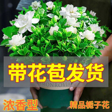 大盆牡丹栀子花四季开花绿植室内桌面盆栽跨境工厂供应链外贸批发