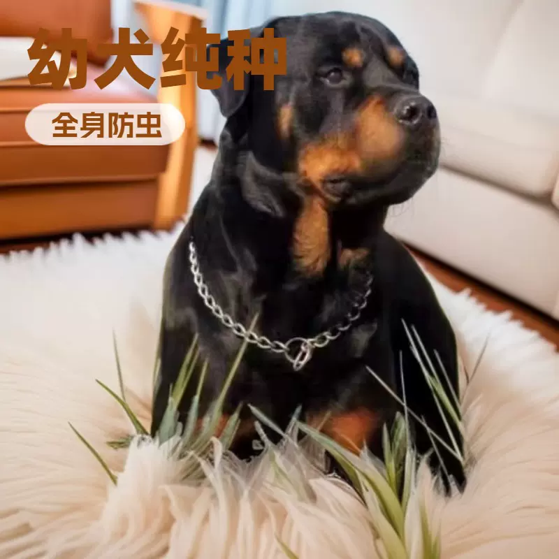 罗威纳批发幼犬活体狗狗小狗罗威纳军警犬护卫犬防爆犬工作犬幼崽