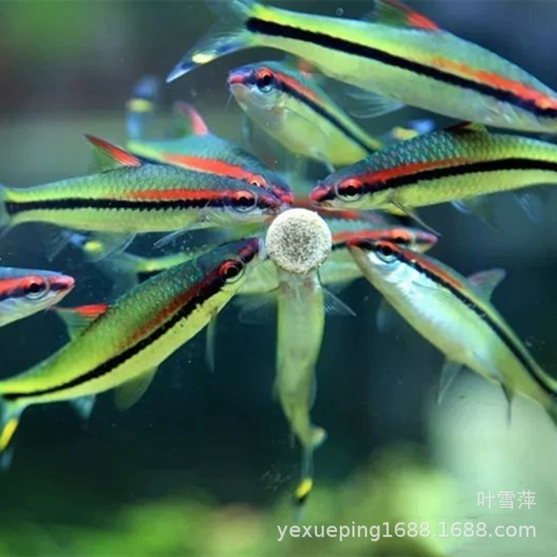 Одна бровь даосская рыба живая декоративная рыба красная бровь даосская рыба травяной Аквариум рыба плавательная рыба может быть смешана с тропической рыбой, рыболовной фермой оптом