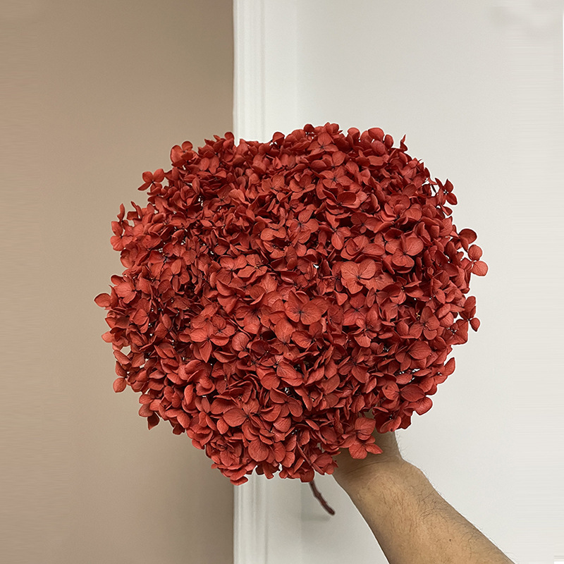 Yunnan Anna Hydrangea Flower Wholesale DIY Flower Preservation Flower Materiales de Regalo de Navidad