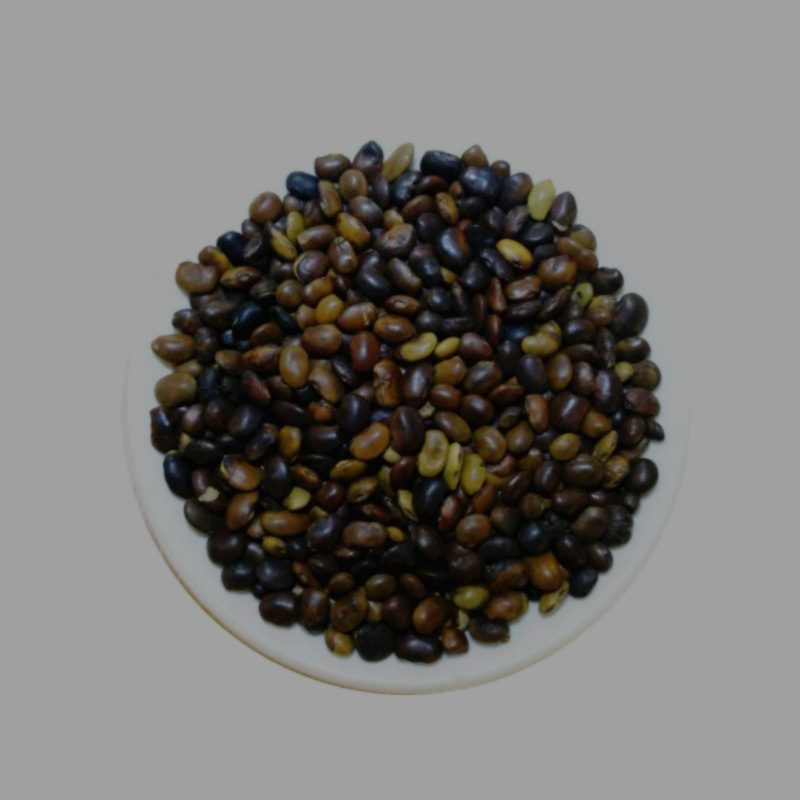 速生国槐种子新采刺槐树种籽龙抓槐黄花槐红花槐工程绿化林木种子