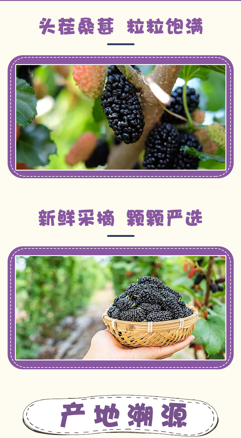 Dried Mulberry Fruit 250g Jar Unsanded Ready to Eat Sang Shen Gan for Tea and Soup in use