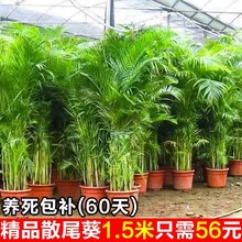 ɢβGֲ͏d҃ȴkļֲBPβB