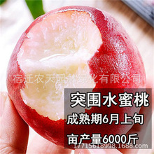 突围巨型冬桃树苖血桃早熟水蜜桃苗嫁接大果苗南北方种植当年结果