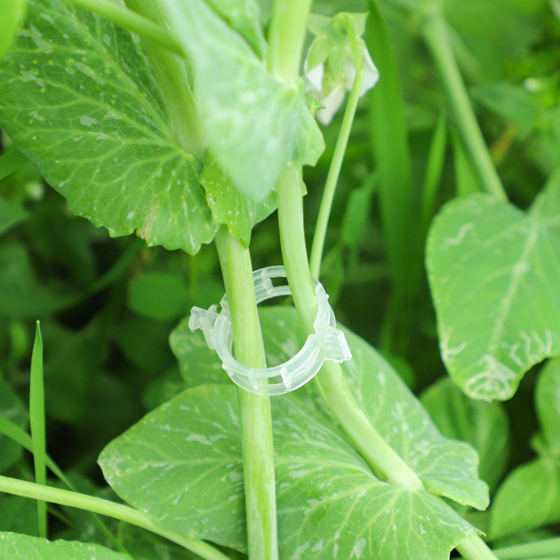 Clip de fijación de plantas de árboles frutales verdes fijador de vid fijador de fijación de vid de plántulas varilla de soporte de escalada de vid de plántulas de frutas y verduras image 3
