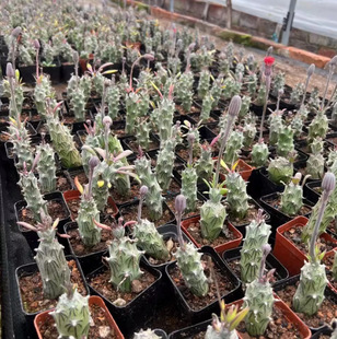 �������ն��ⲻ�����_��Ư���տƟo�����������������ֲ��