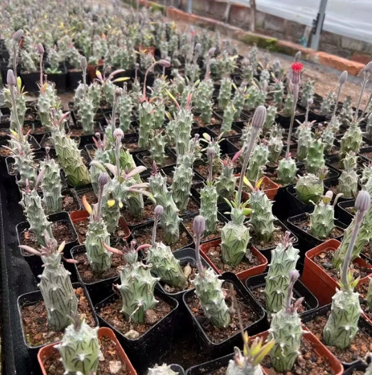 Psili хризантема мясистая и цветущая