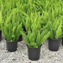 狐尾天门冬盆栽植物庭院花园柜台绿植四季常绿除甲醛观叶花镜花苗