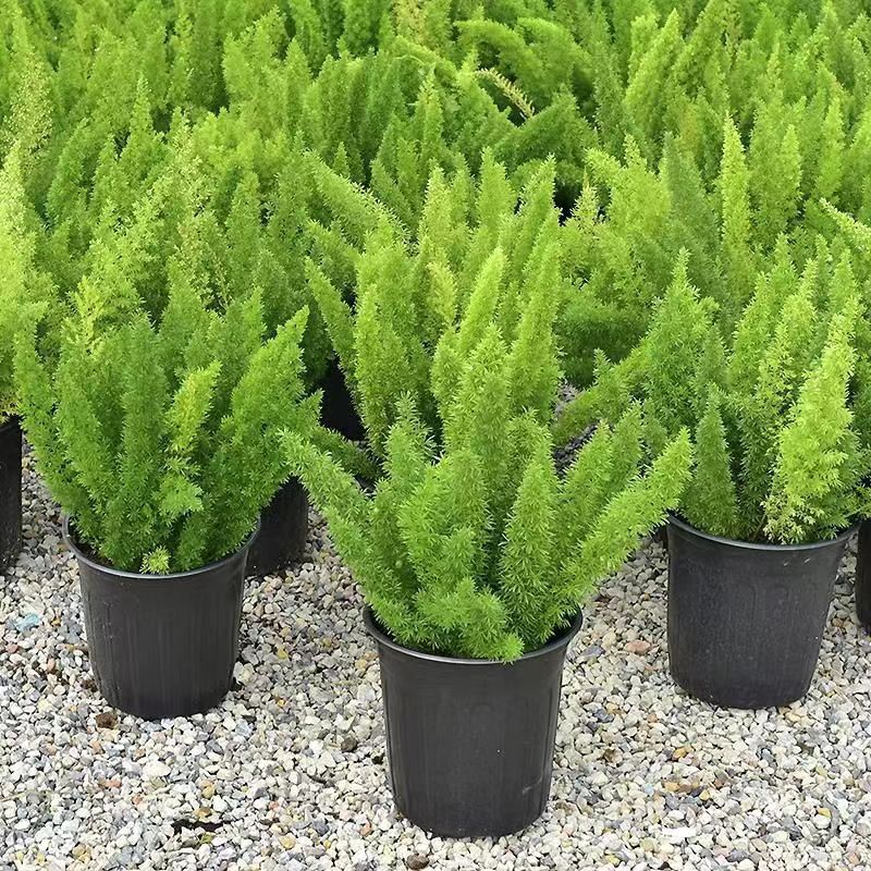 狐尾天门冬盆栽植物庭院花园柜台绿植四季常绿除甲醛观叶花镜花苗