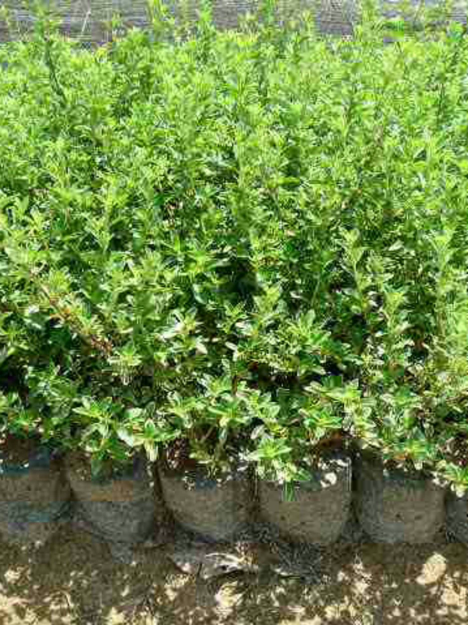 Июнь Снег Ханчжоу Озеленение Муниципальный сад Покупка Оптовая цена Вечнозеленые кустарники