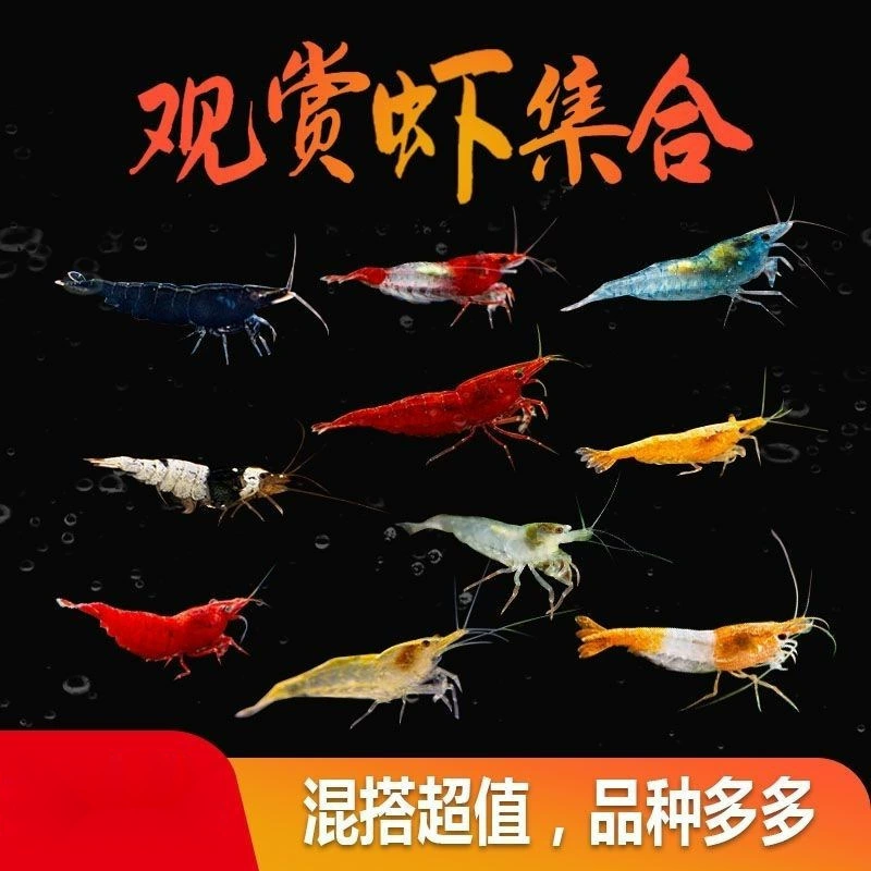 Упаковка декоративных креветок, фабрика креветок, прямая доставка, чрезвычайно популярный синий бархат, желтый рис, ароматный сыр, черная оболочка, удаление водорослей, пресноводные креветки, маленькие креветки, бесплатная доставка