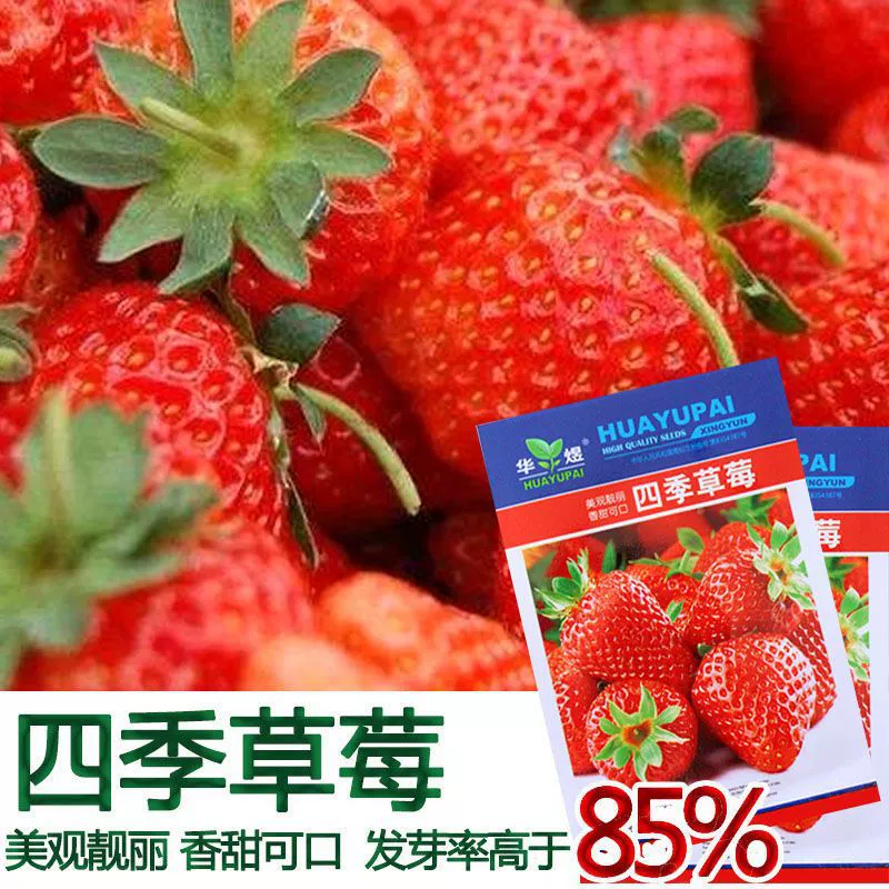 Семена клубники Four Seasons Red Cream Съедобные сладкие большие фрукты Новичок Легко сажать Балкон Фрукты в горшке Семена овощей