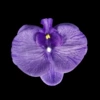 Purple, big, 11.5cm