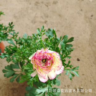 Celery Leaf Peony Cultivation Base Double-Flowered Four-Season Florals Outdoor Courtyard Ornamental Celery Leaf Peony Large Quantity Discount