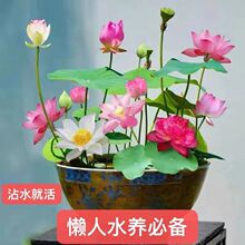 ��7��lѿ���o��ˮ����ɏ���N��ˮ�B��ֲ��˯ɏ�ɻ������ļ�����