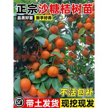 沙糖桔子树苗正宗广西砂糖橘树苗南方北方种植沃柑无籽橘子树果苗