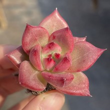多肉植物幼儿园绿植小盆栽花卉高端肉室内老桩群生名贵大颗好养活