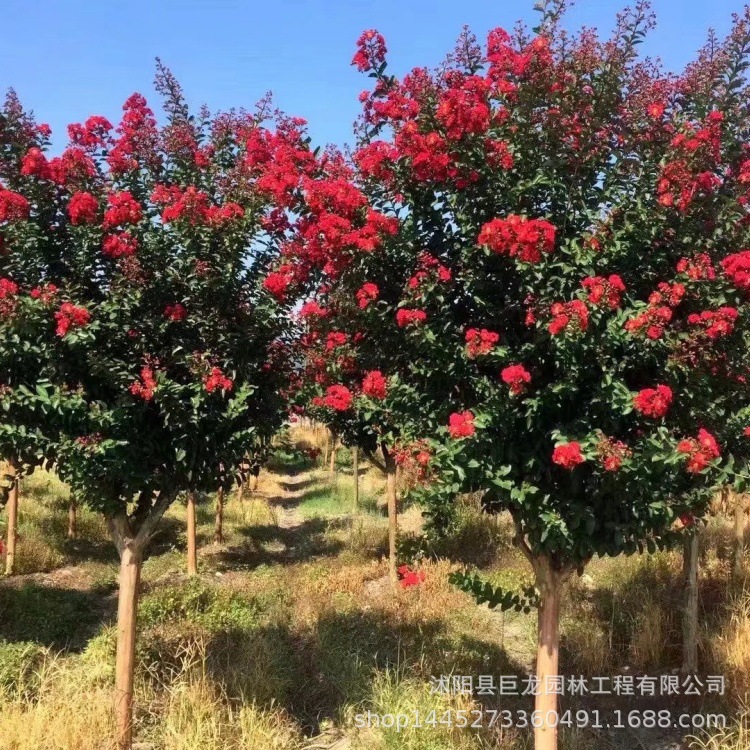批发紫薇树苗 红叶紫薇花苗 丛生三红百日红紫薇 红火球紫薇