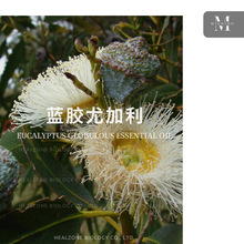 ȼ(Eucalyptus globulus) ӪҶINCIԭ