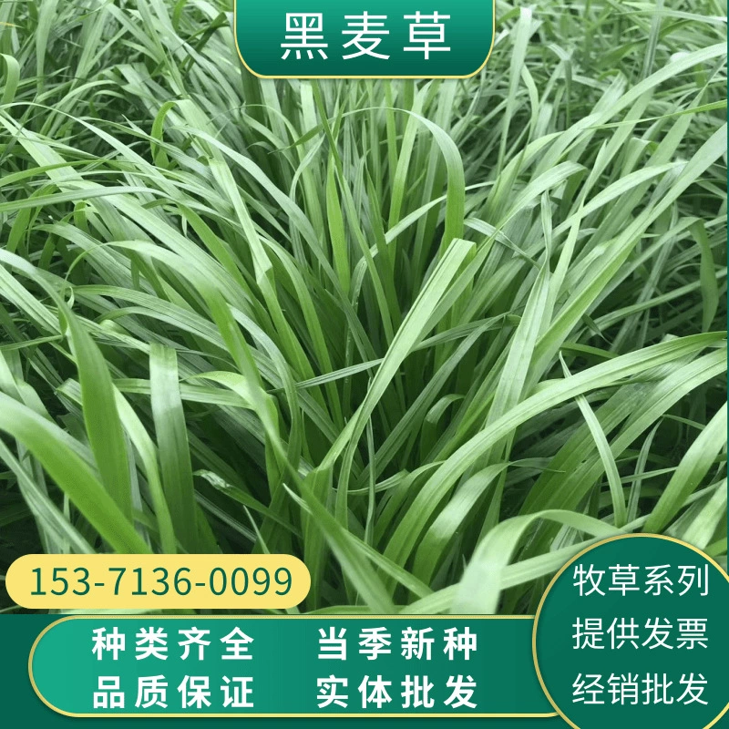 Семена многолетних кормовых трав Four Seasons семена райграса зимний выпас 70 высокая урожайность курица утка гусь свинья Крупный рогатый скот овца Рыба кормовая трава Семена