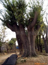 供應綠化苗木、大規格喬木(皂角)  移植成活大規格喬木皂角樹