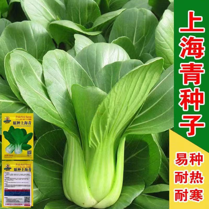 四季上海青种子四季播上海青菜种子农家小油菜籽蔬菜种子