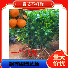 ɰ�ǽ��������ɳ�����Ә����������o���٘��箔��Y�����l