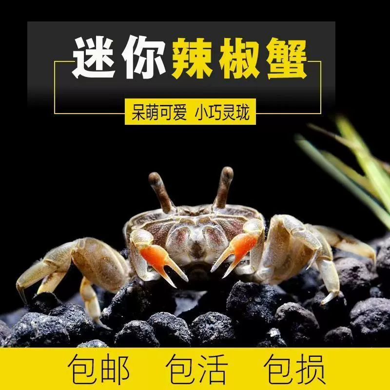 Краб чили, маленький краб, моллюскоподобный краб, черепаха, сородич краба, декоративная рыба, универсальный краб, живое животное, рептилия, оптовая продажа