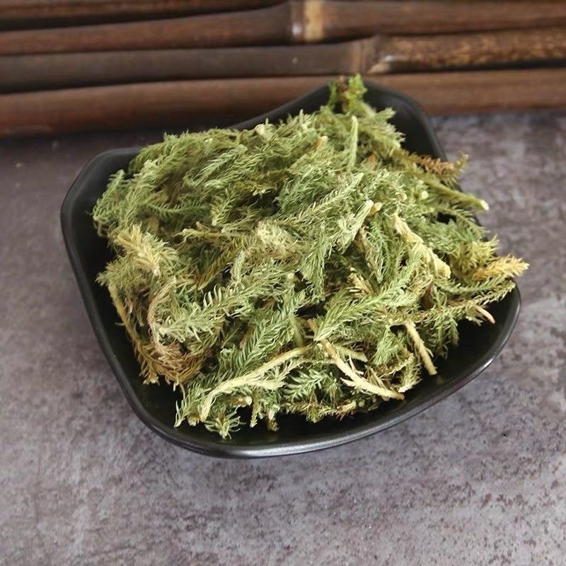 Dried Lycopodium Herb Shen Jin Cao 500g Traditional Chinese Herbal Tea and Decoction Ingredient specifications