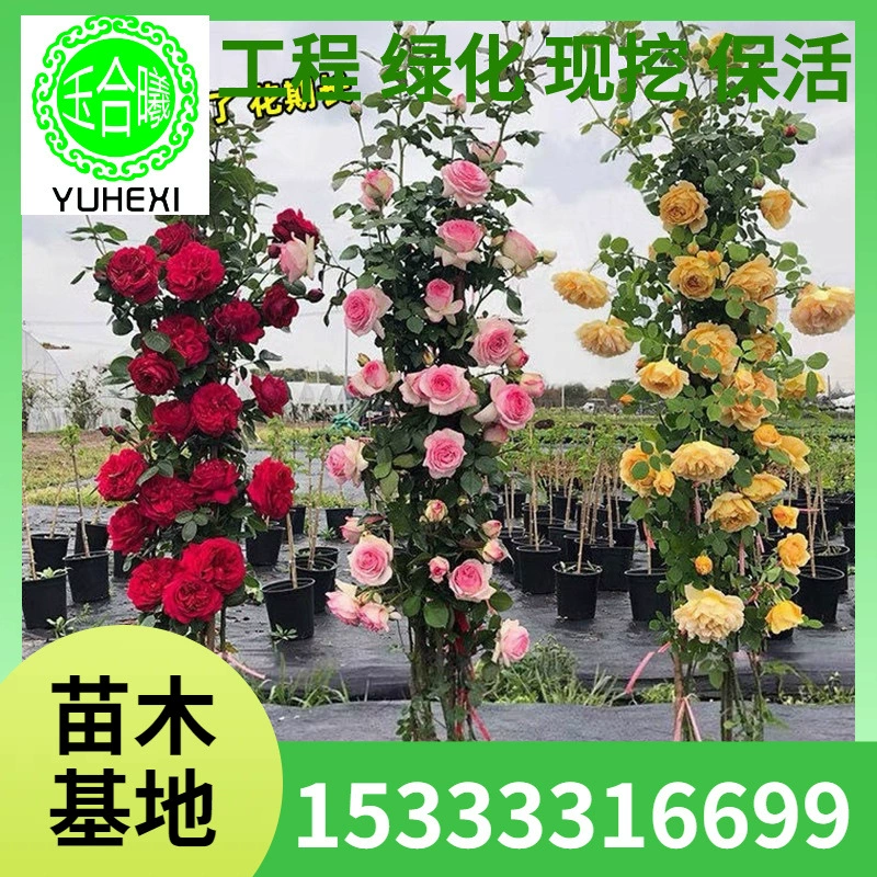 1.6m крупных рассады, рассада роз, виноградные розы, вьющиеся растения, четырехсезонные цветущие розы в горшках, посадка на балконе.