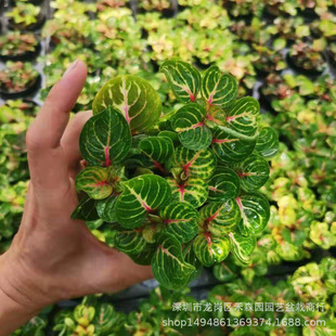 Brocade Leaf Snow Amaranth Potted Foliage Qian Duoduo Flower Red Thread Fulu Magnolia Flower Leaf Qian Duoduo Indoor Blood Amaranth Green Plant