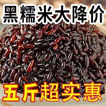 黑血糯米黑糯米粘糯粽子糯米煮粥紫糯米东北酿酒血糯米商用