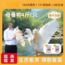 �S�Ϸ�����Ϫɢ�B�����ӻ����������F���F�l�������r������S�l؛