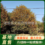 浦城丹桂 丛生大丹桂树6米冠幅 半球形红花桂花树行道树 基地直售