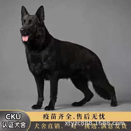 狗;其他农业