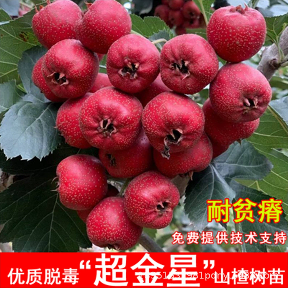 Привитое горное красное дерево боярышника Живая рассада Очень большая пятиборья Бассейн для рассады боярышника Посадка Север и Юг Посадка Результаты года